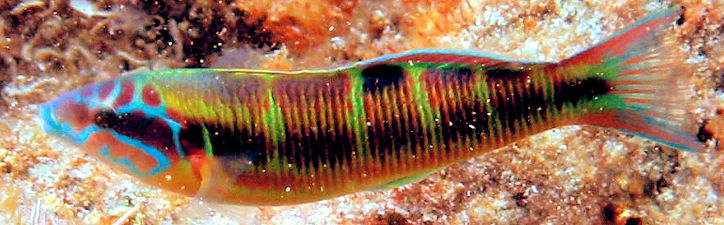 Thalassoma pavo_00000004